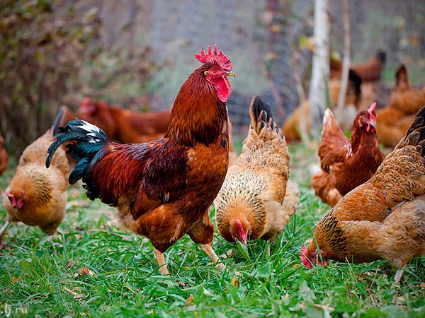 Породы куриц | ЗооТом - продажа, вязка и услуги для животных в Рыбинске