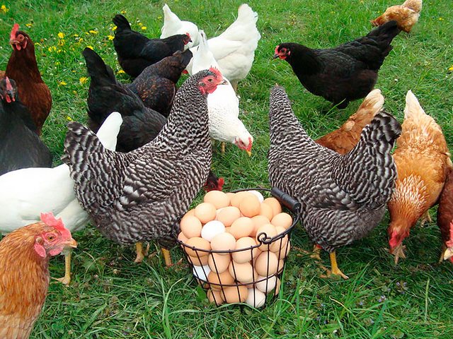 Содержание кур и уход за ними | ЗооТом - продажа, вязка и услуги для животных в Рыбинске