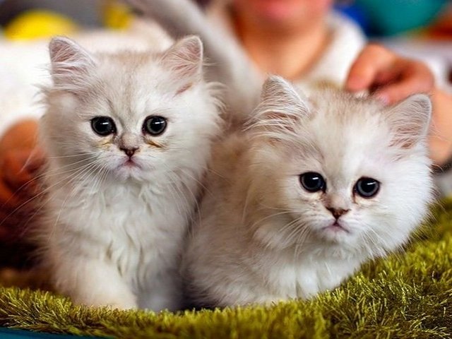 Породы кошек в Рыбинске | ЗооТом портал о животных