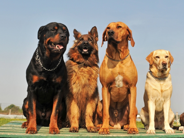 Крупные породы собак в Рыбинске | ЗооТом портал о животных