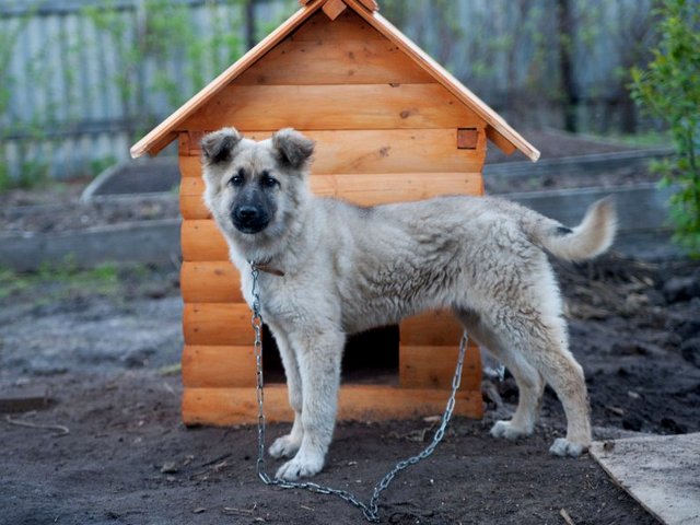 Все о собаках в Рыбинске Все о собаках в Рыбинске